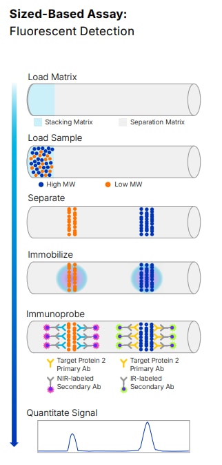 Workflow diagram showing the steps of a Simple Western automated multiplex immunoassay, from sample loading to detection