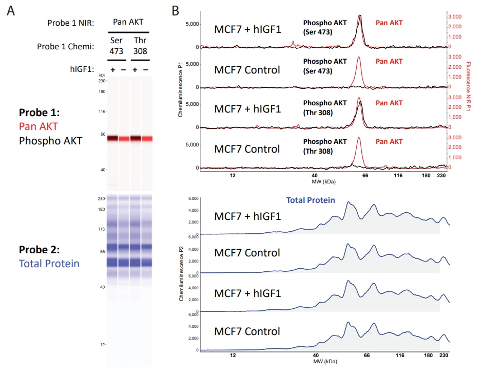 Total Protein Normalization with Jess using RePlex