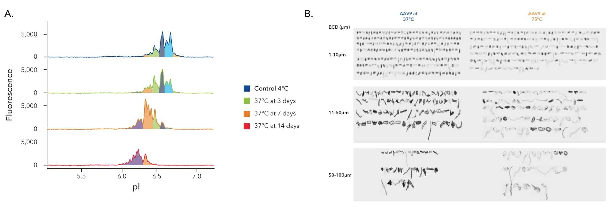 Stability assessment ensuring AAV vector particles maintain their structural and functional integrity over time