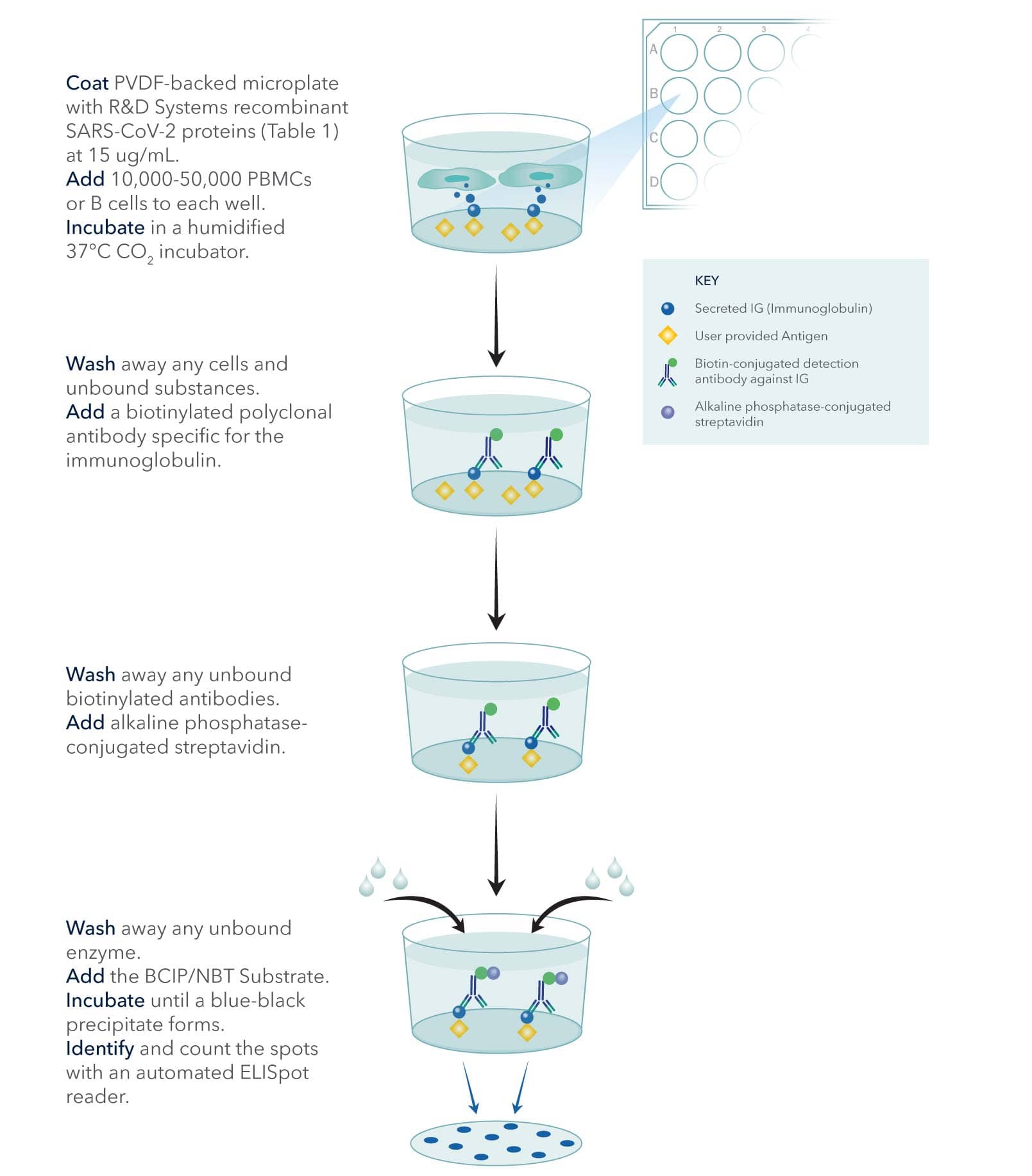 Rapid Detection of SARS-CoV-2 Antigens Using High-Purity