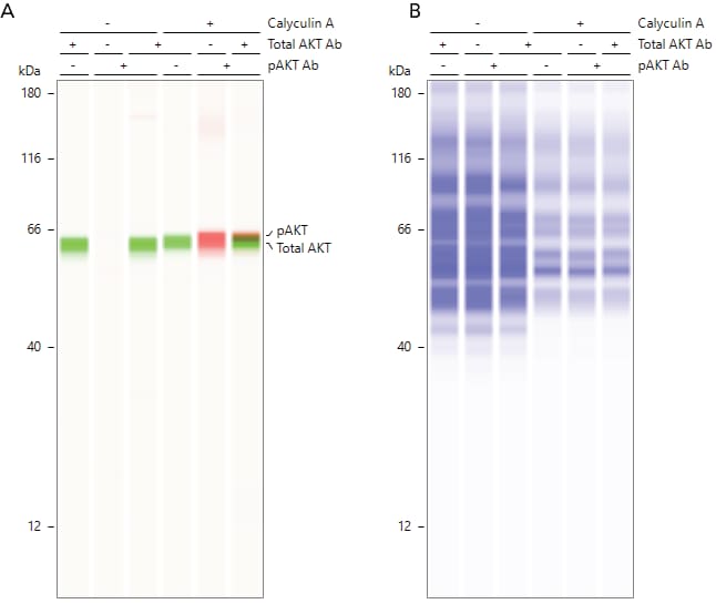 Multiplexed analysis of total AKT and pAKT with total protein normalization using Jess