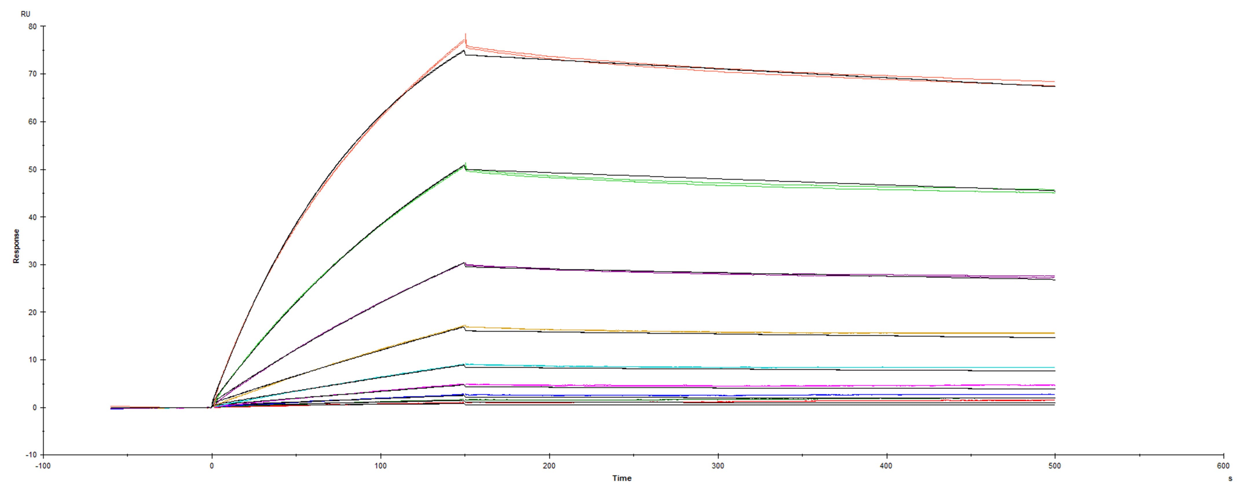 Surface plasmon resonance (SPR) sensorgram of Human ACE-2 binding to SARS-CoV-2 Spike protein (GCN4-IZ)