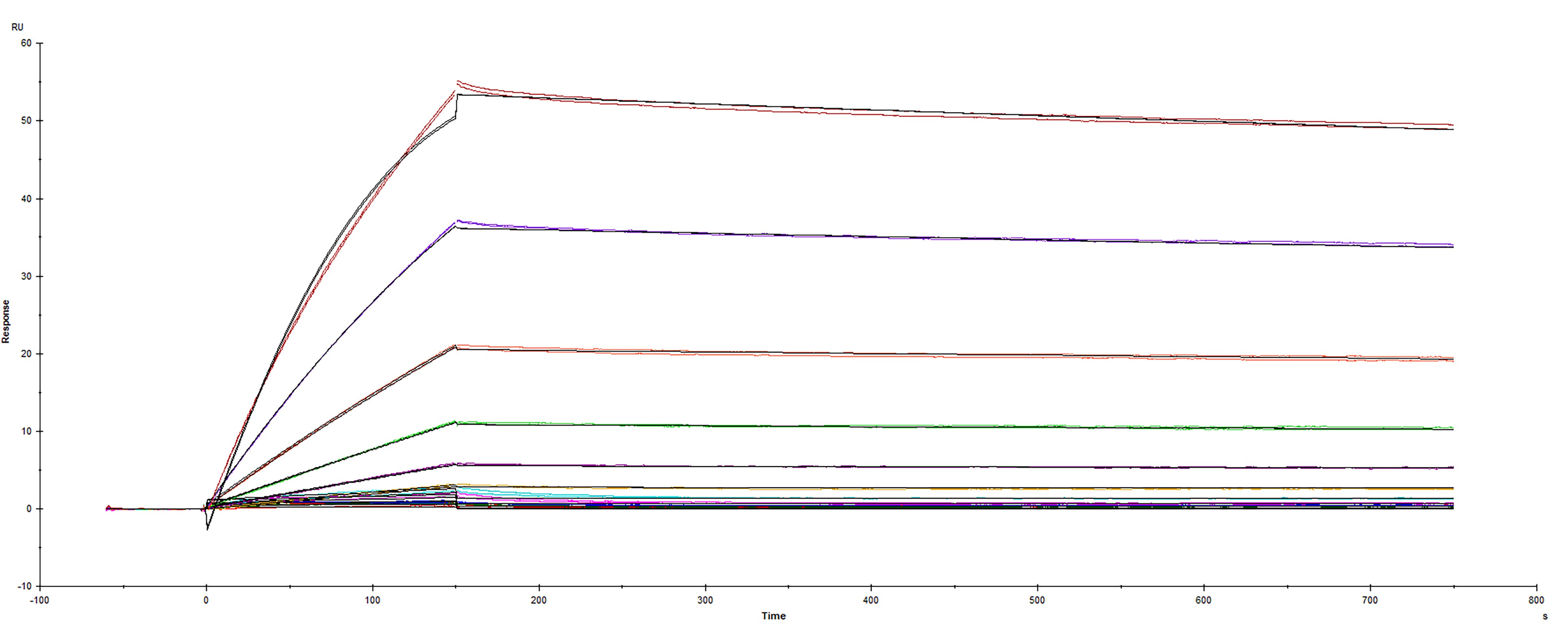 Surface plasmon resonance (SPR) sensorgram of Human ACE-2 binding to SARS-CoV-2 Spike protein S1 subunit D614G mutation
