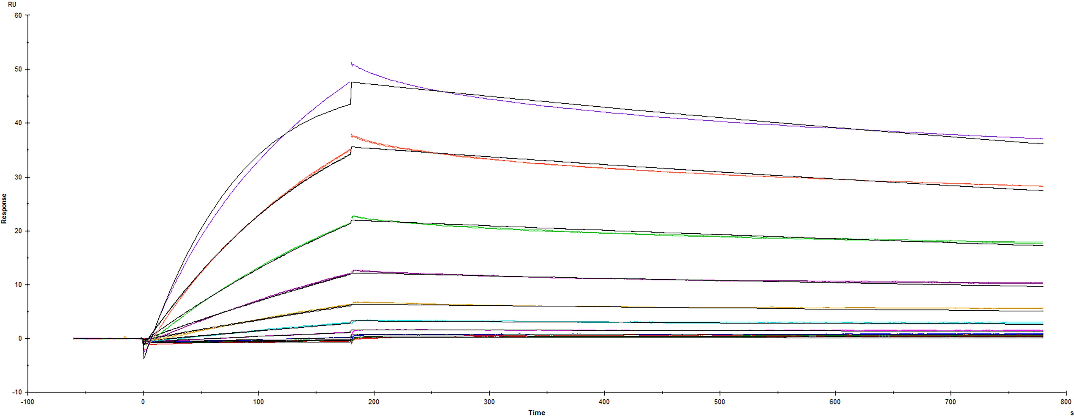 Surface plasmon resonance (SPR) sensorgram of Human ACE-2 binding to SARS-CoV-2 Spike protein RBD with GCN4-IZ trimerization domain