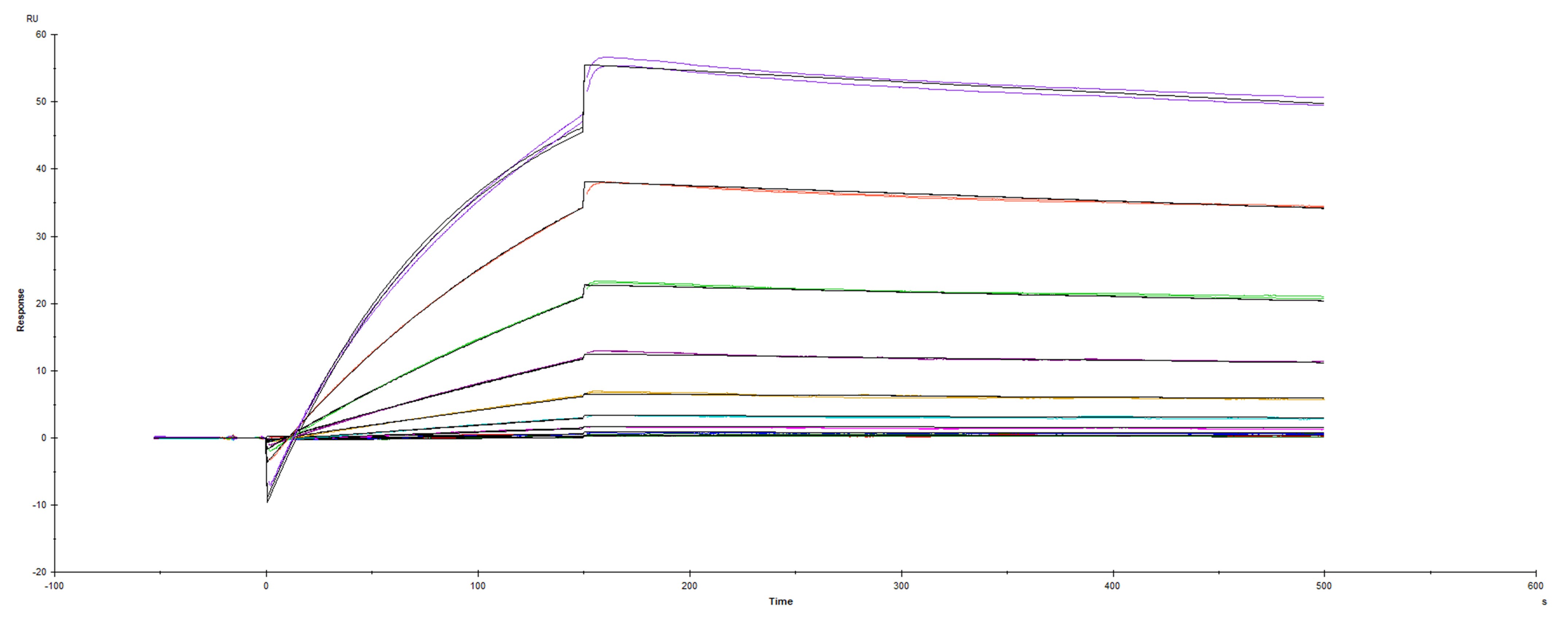 Surface plasmon resonance (SPR) sensorgram of Human ACE-2 binding to SARS-CoV-2 Spike mutant RBD N439K protein
