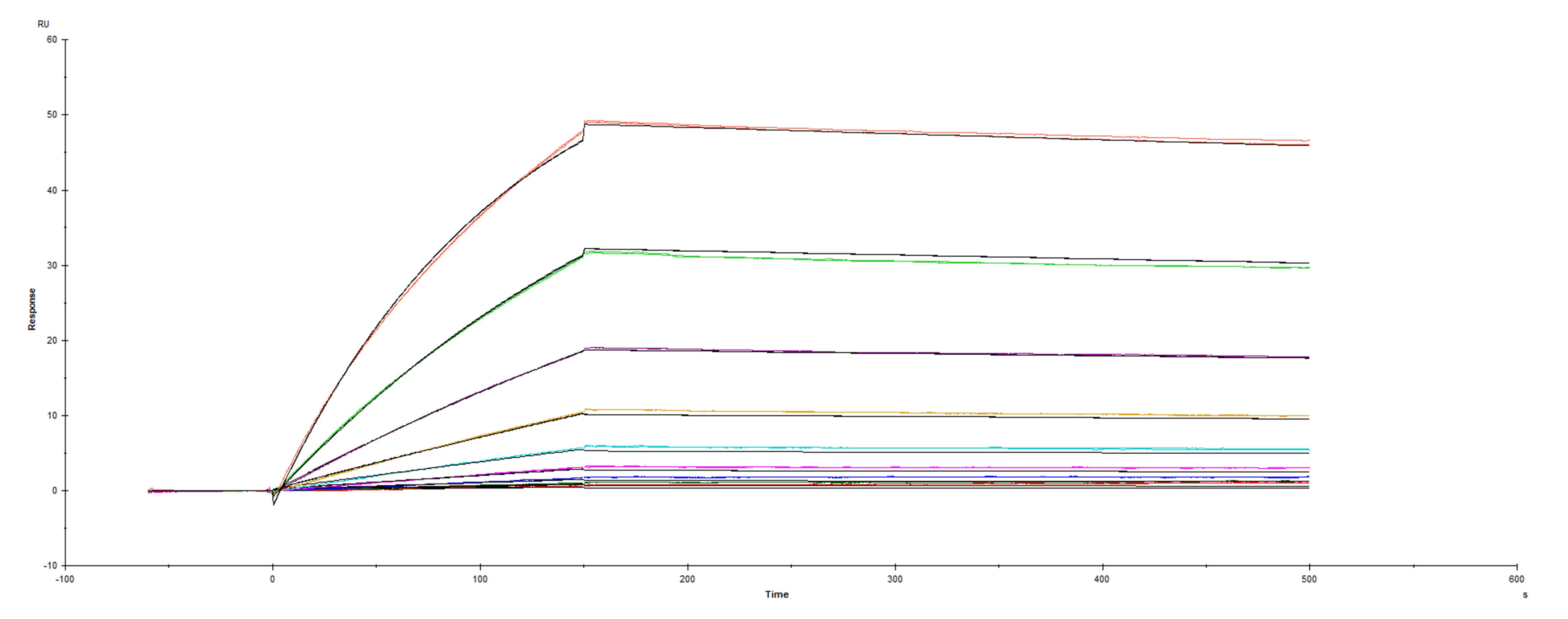 Surface plasmon resonance (SPR) sensorgram of Human ACE-2 binding to UK variant Spike mutant RBD N501Y Fc protein