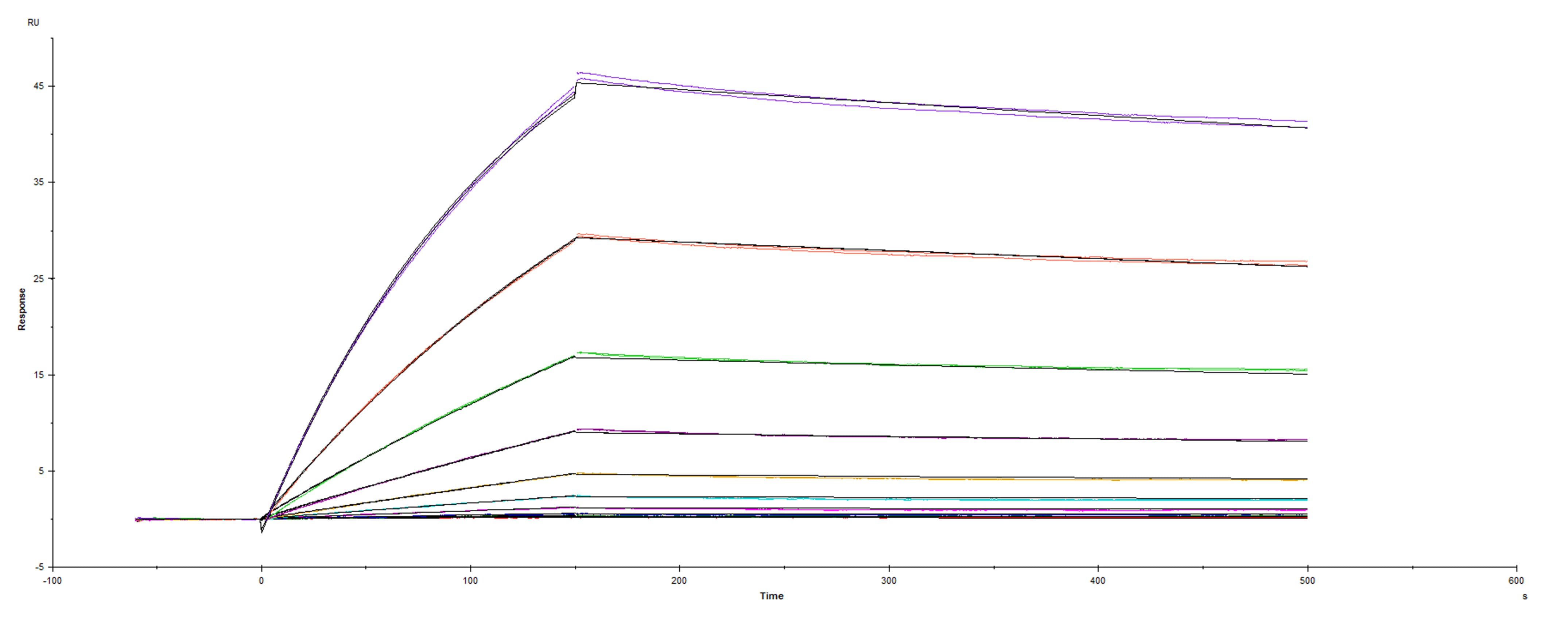 Surface plasmon resonance (SPR) sensorgram of Human ACE-2 binding to SARS-CoV-2 Spike S1 subunit A222V mutant protein
