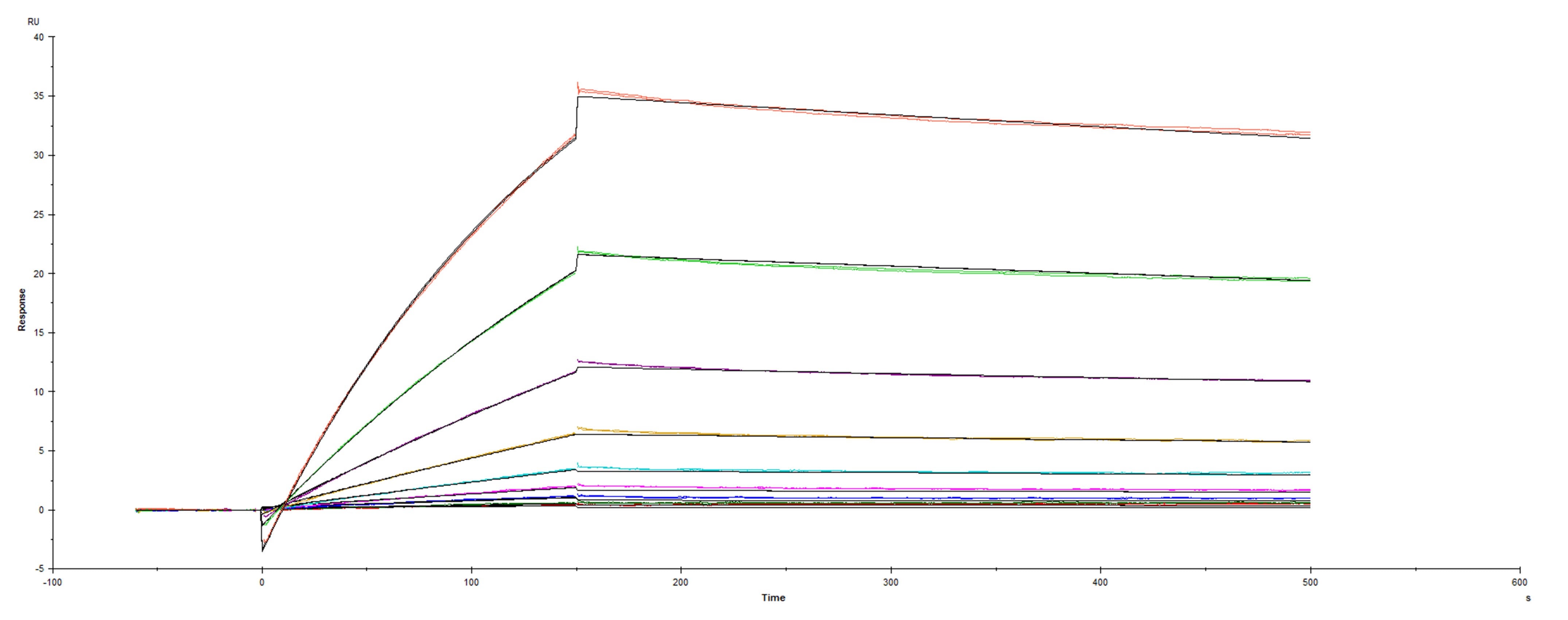 Surface plasmon resonance (SPR) sensorgram of Human ACE-2 binding to South African variant Spike mutant RBD protein