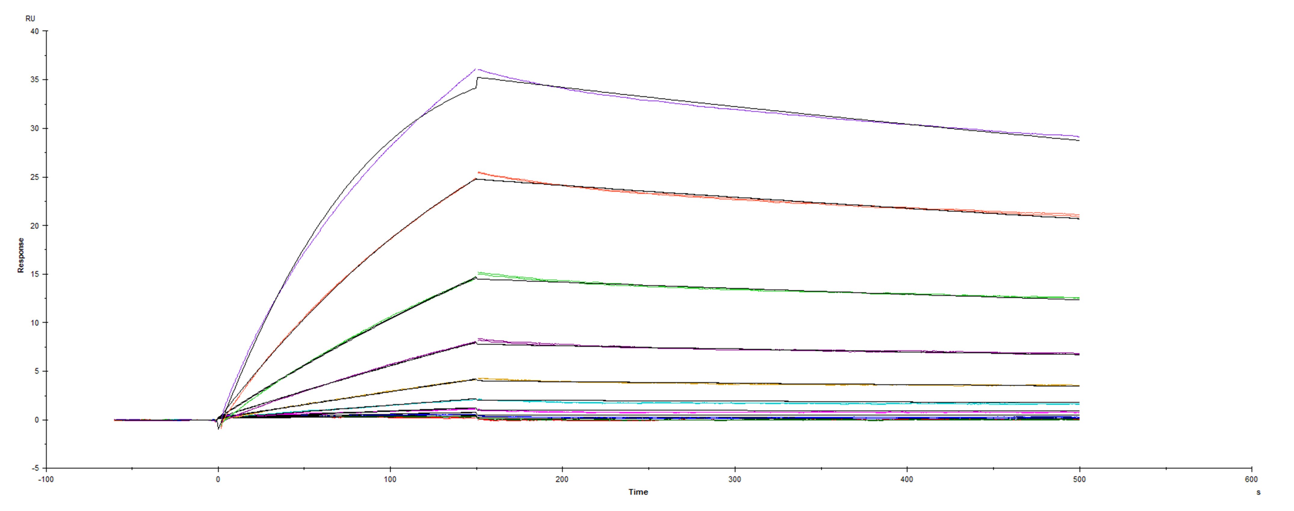 Surface plasmon resonance (SPR) sensorgram of Human ACE-2 binding to SARS-CoV-2 Spike mutant RBD E484K protein