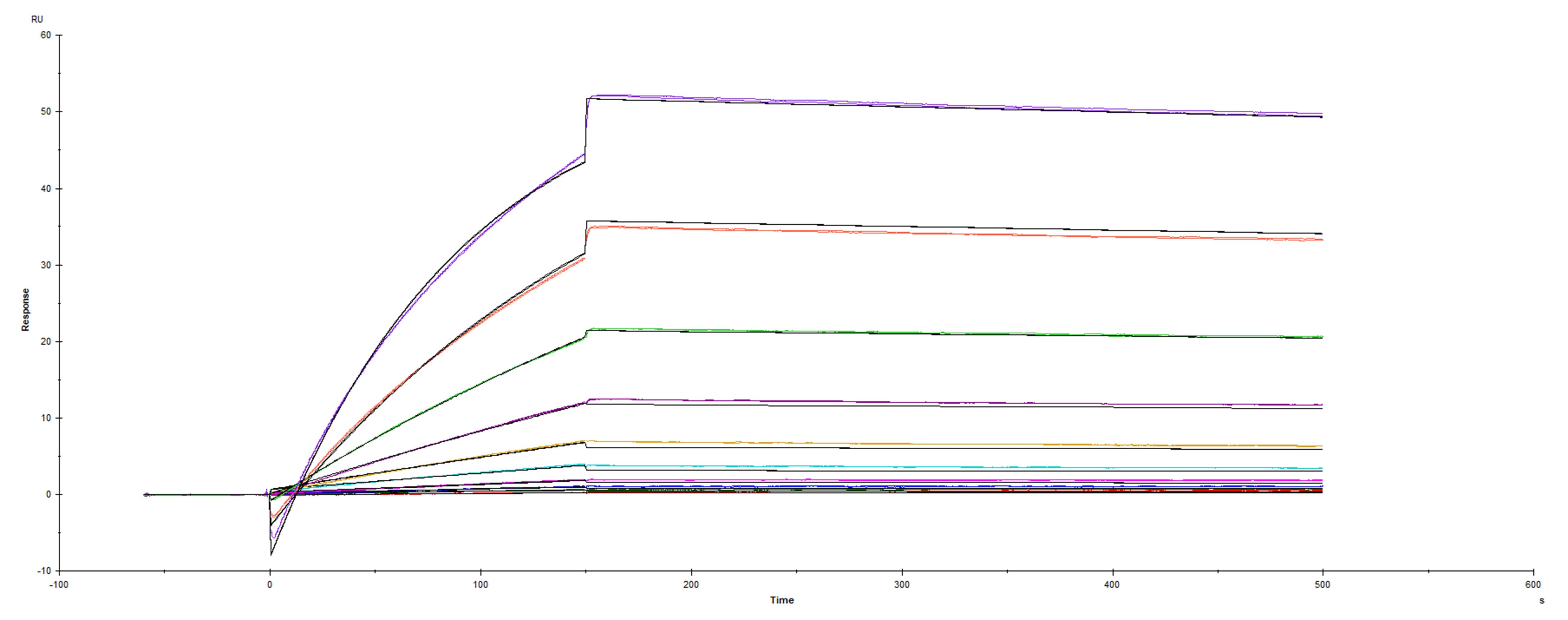 Surface plasmon resonance (SPR) sensorgram of Human ACE-2 binding to UK variant B.1.1.7 Spike mutant protein