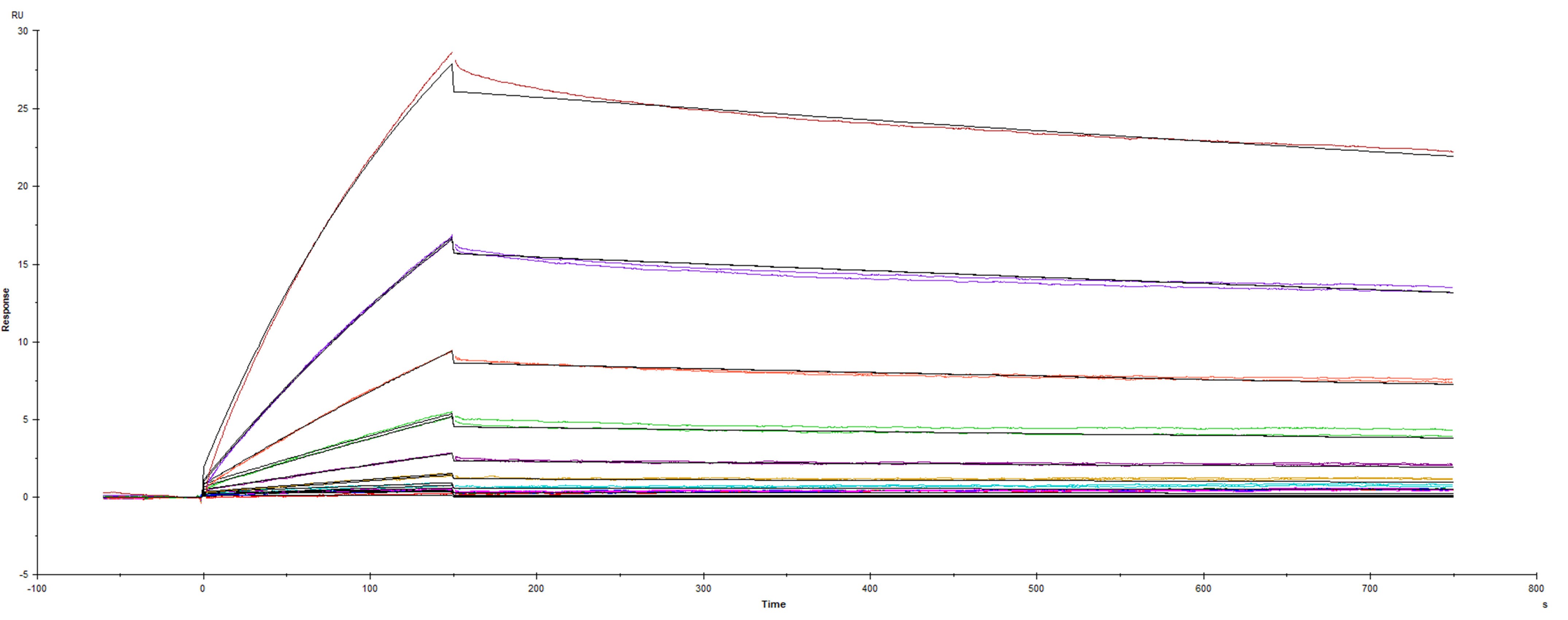 Surface plasmon resonance (SPR) sensorgram of Human ACE-2 binding to SARS-CoV-2 20C-US variant Spike protein