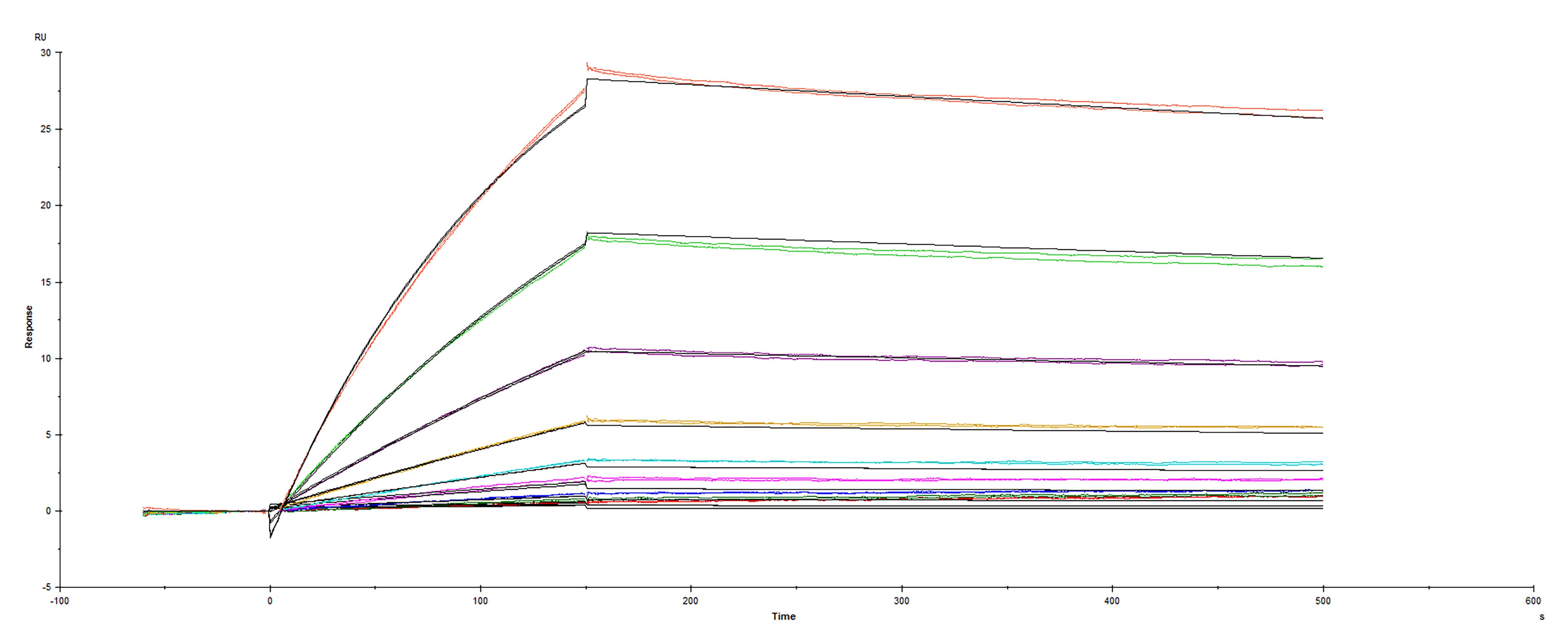 Surface plasmon resonance (SPR) sensorgram of Human ACE-2 binding to Brazilian variant Spike protein RBD P.1 variant