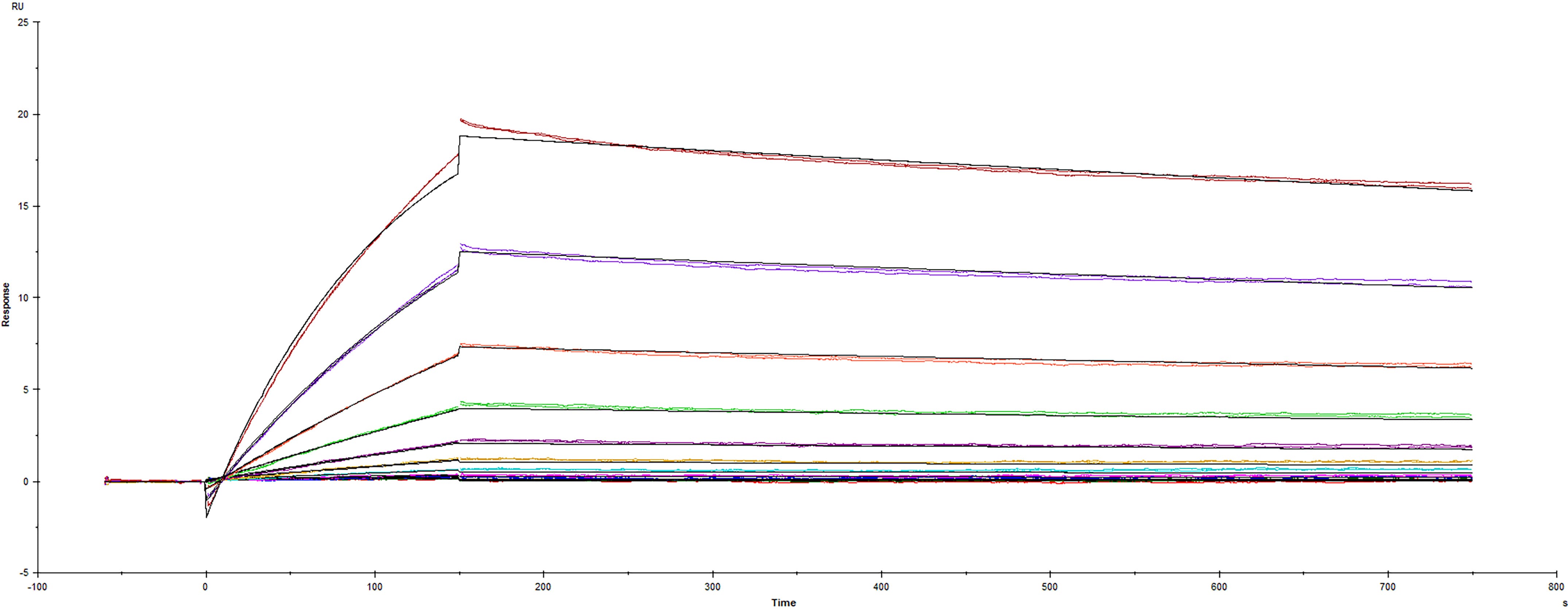 Surface plasmon resonance (SPR) sensorgram of Human ACE-2 binding to SARS-CoV-2 Spike mutant protein with L18F B.1.351 variant South Africa Beta