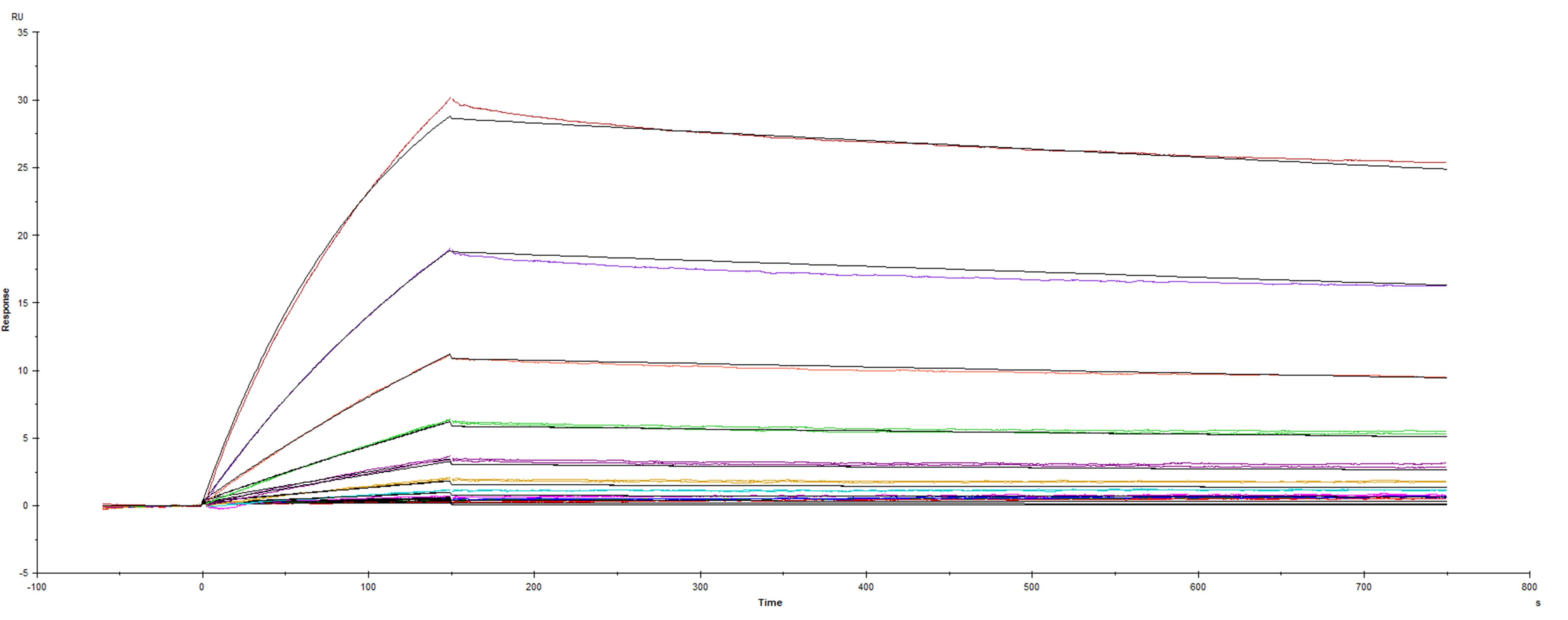 Surface plasmon resonance (SPR) sensorgram of Human ACE-2 binding to SARS-CoV-2 Spike protein B.1.351 South Africa variant