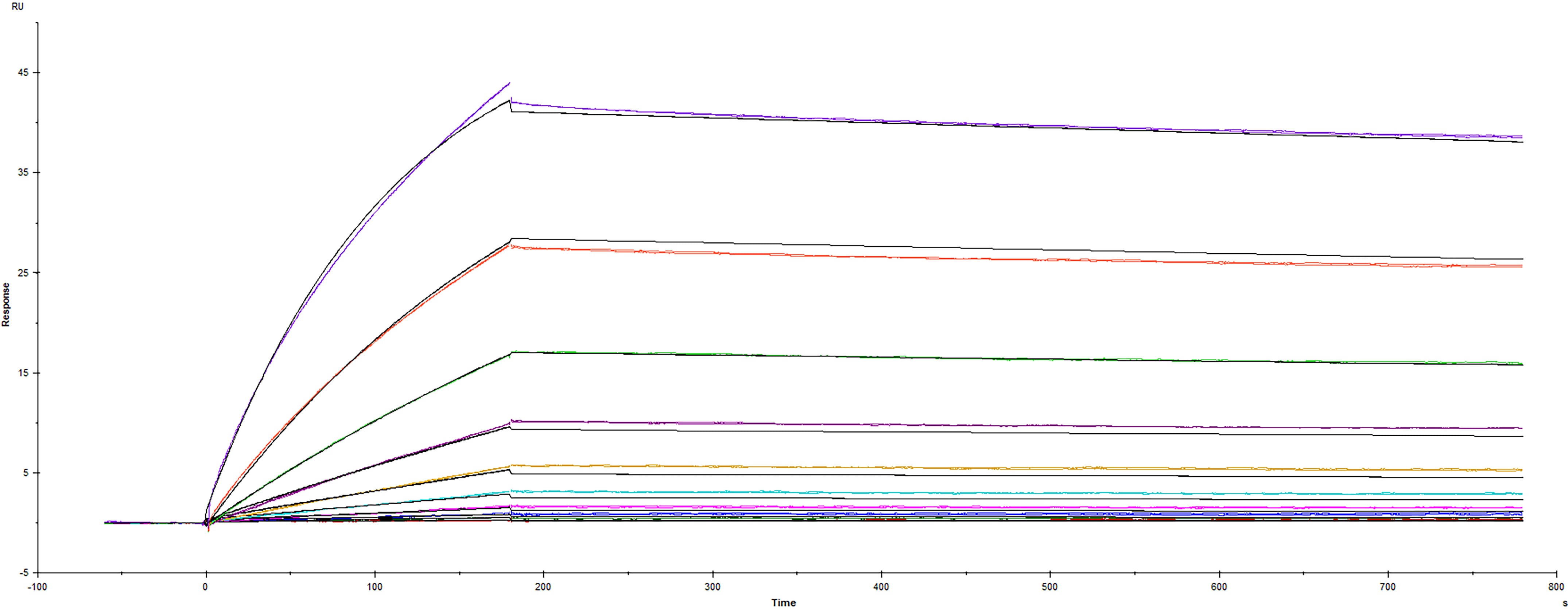 Surface plasmon resonance (SPR) sensorgram of Human ACE-2 binding to SARS-CoV-2 Spike RBD protein Y453F mutant