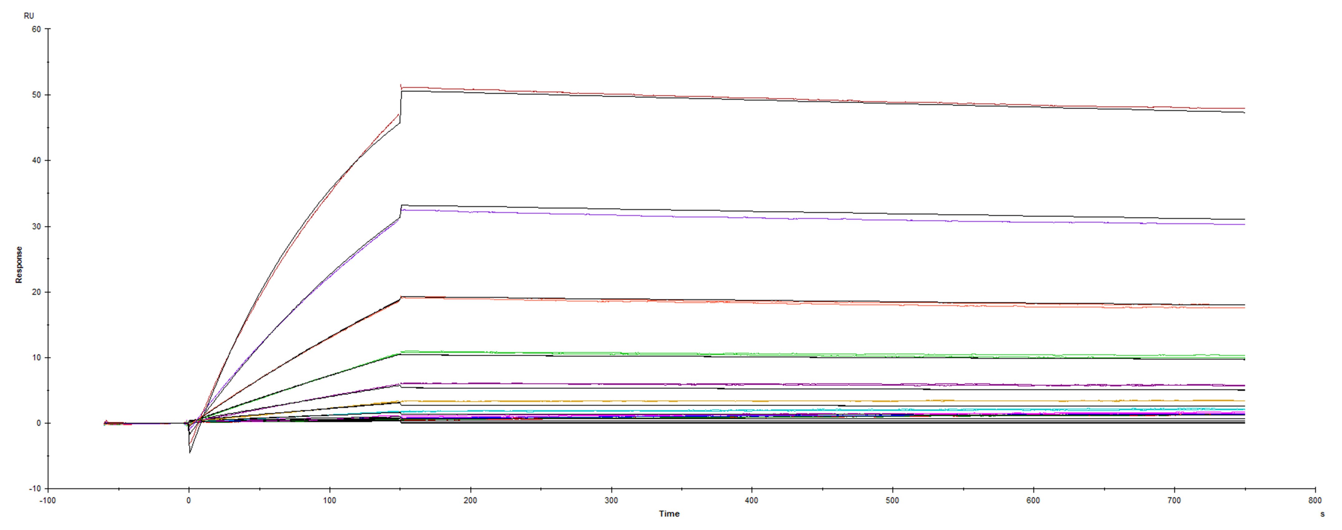 Surface plasmon resonance sensorgram of UK Variant SARS-CoV-2 Spike protein binding to Human ACE-2