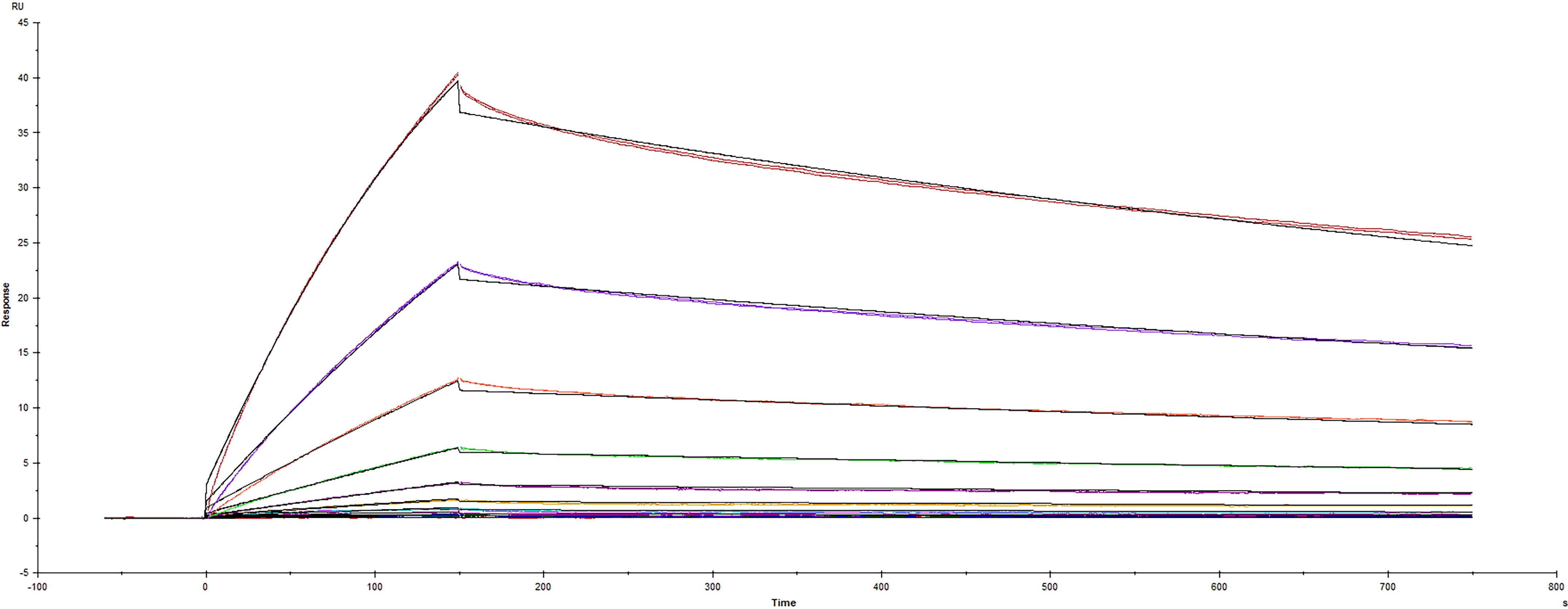 Surface plasmon resonance (SPR) sensorgram of Human ACE-2 binding to SARS-CoV-2 Spike RBD protein mutant G446V mutation