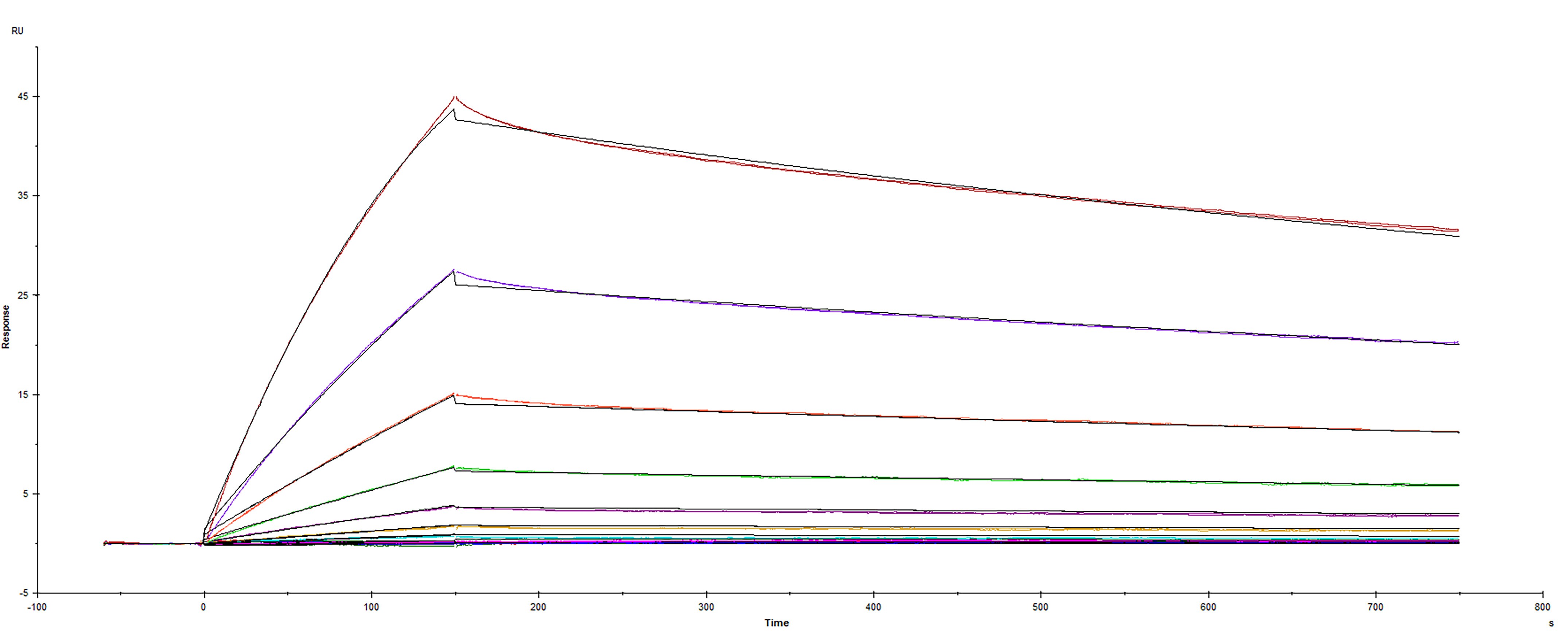 Surface plasmon resonance (SPR) sensorgram of Human ACE-2 binding to SARS-CoV-2 Spike RBD protein with G446I mutation