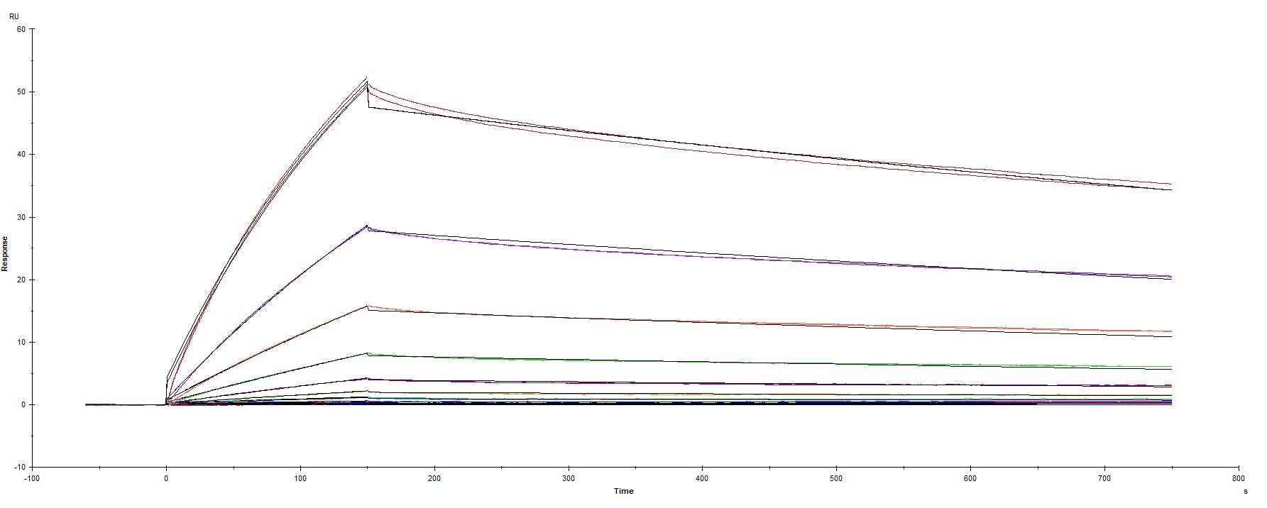 Surface plasmon resonance (SPR) sensorgram of Human ACE-2 binding to SARS-CoV-2 Spike RBD protein A475V Spike mutant