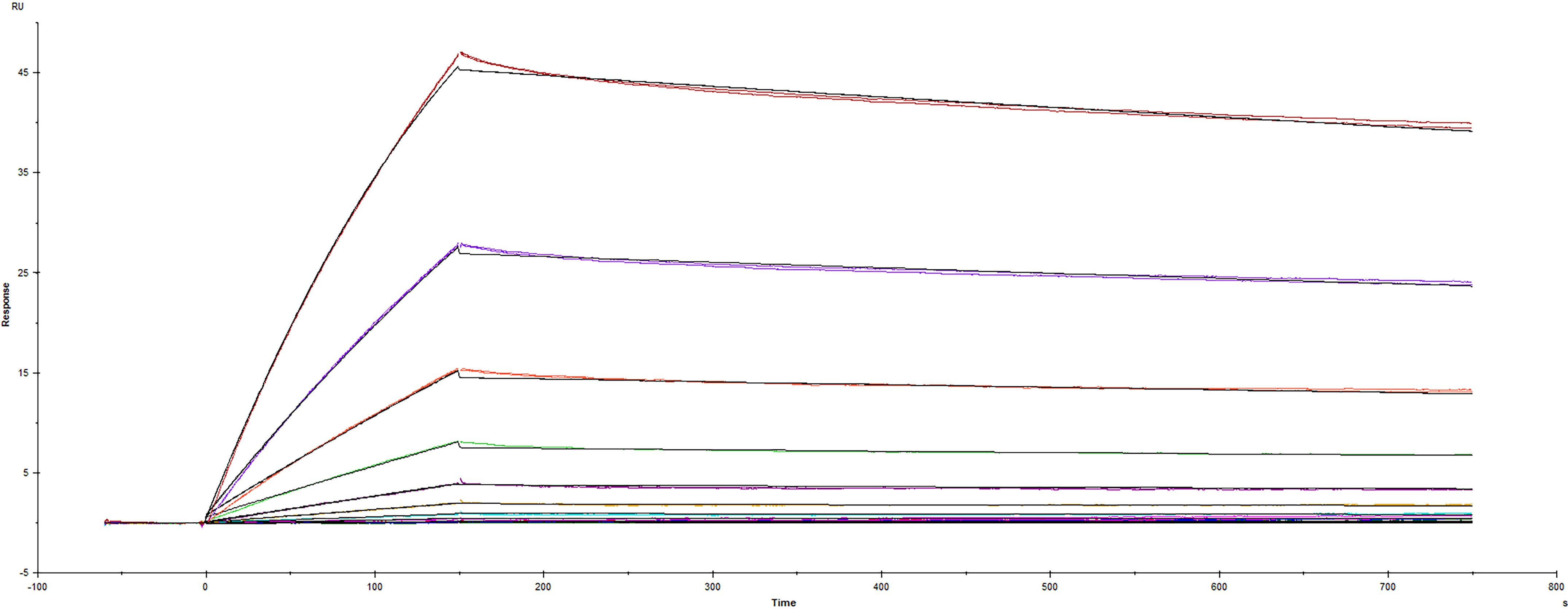 Surface plasmon resonance (SPR) sensorgram of Human ACE-2 binding to SARS-CoV-2 Spike RBD protein with K444Q mutation.