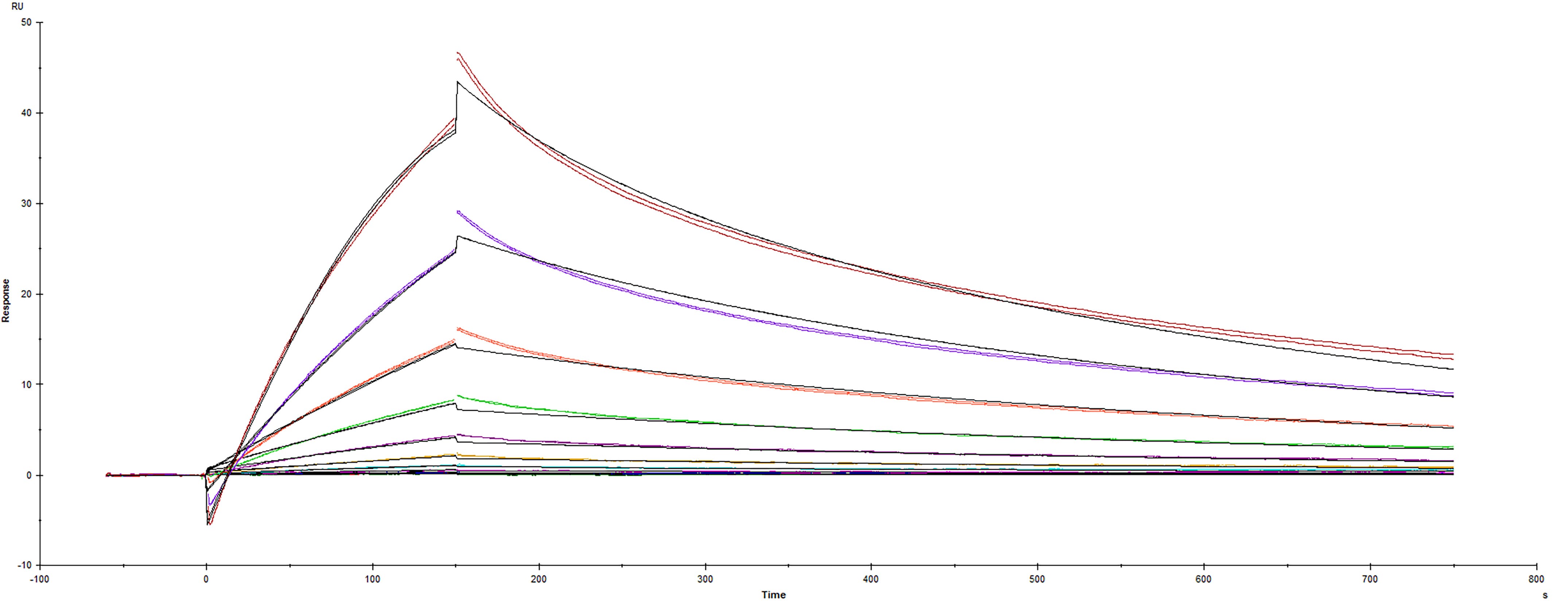 Surface plasmon resonance (SPR) sensorgram of Human ACE-2 binding to SARS-CoV-2 Spike mutant RBD protein with K417E mutation.