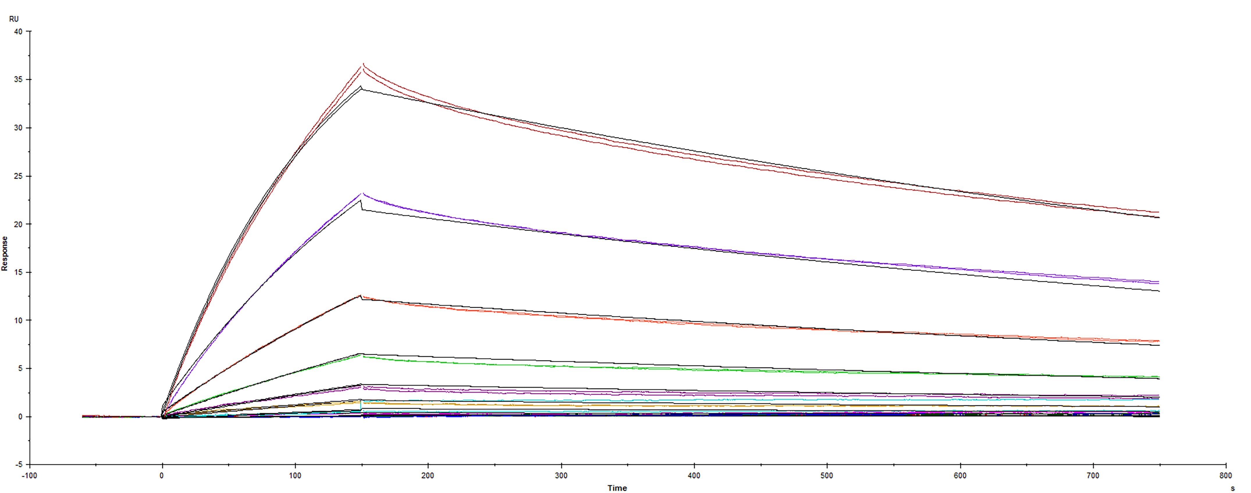 Surface plasmon resonance (SPR) sensorgram of Human ACE-2 binding to SARS-CoV-2 Spike RBD protein L455F Spike mutant