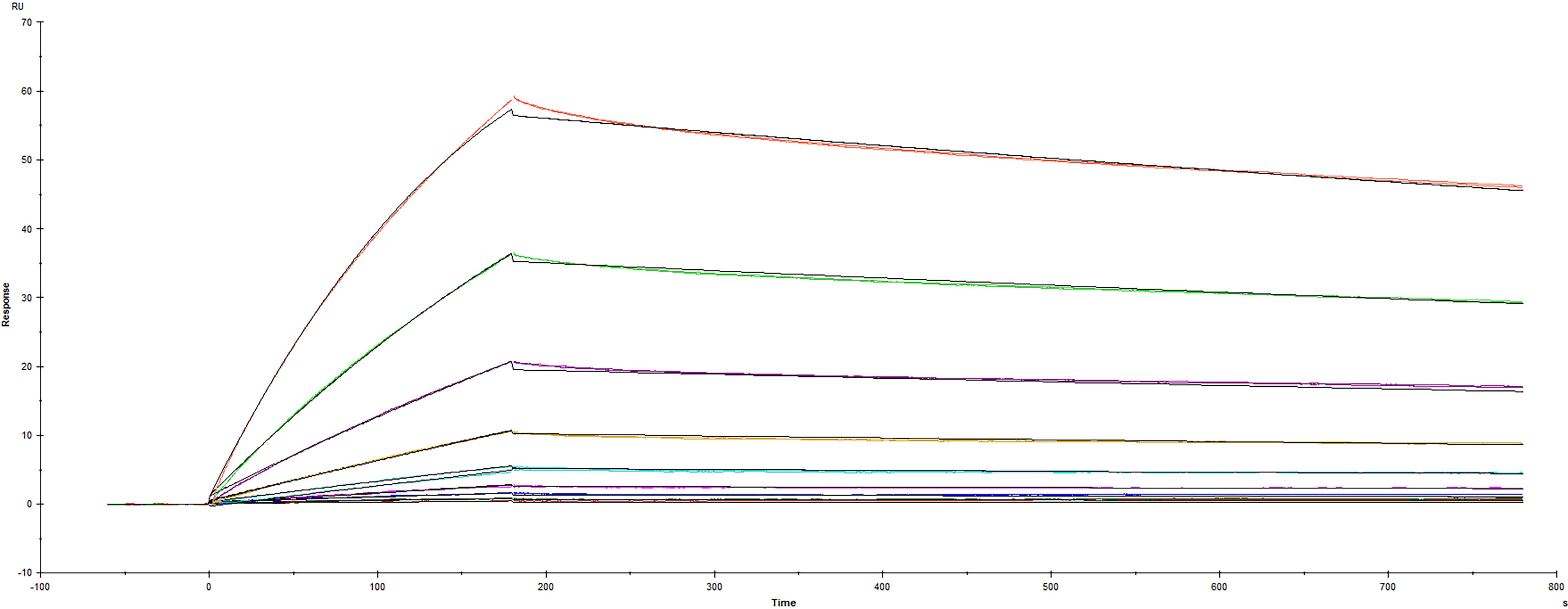 Surface plasmon resonance (SPR) sensorgram of Human ACE-2 binding to SARS-CoV-2 Spike RBD protein V445A mutant