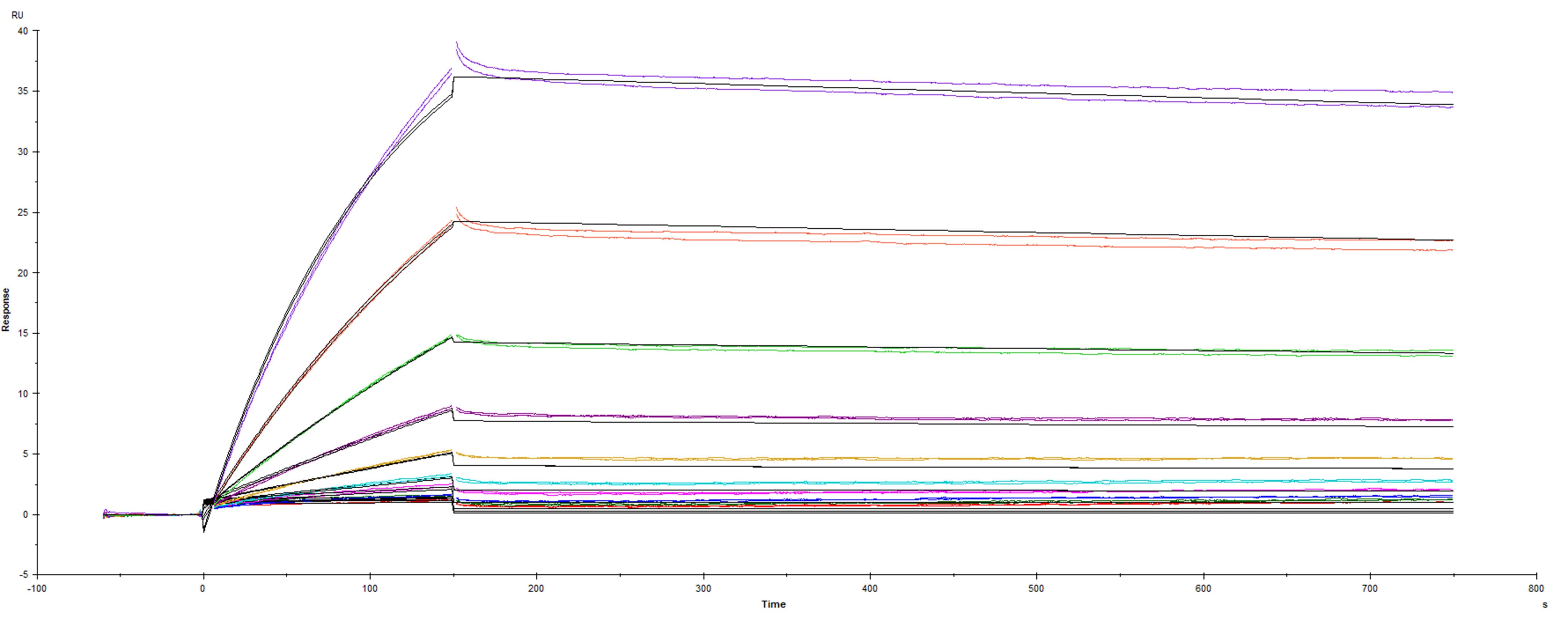 Surface plasmon resonance (SPR) sensorgram of Human ACE-2 binding to SARS-CoV-2 Spike protein UK variant B.1.1.7 with E484K mutation