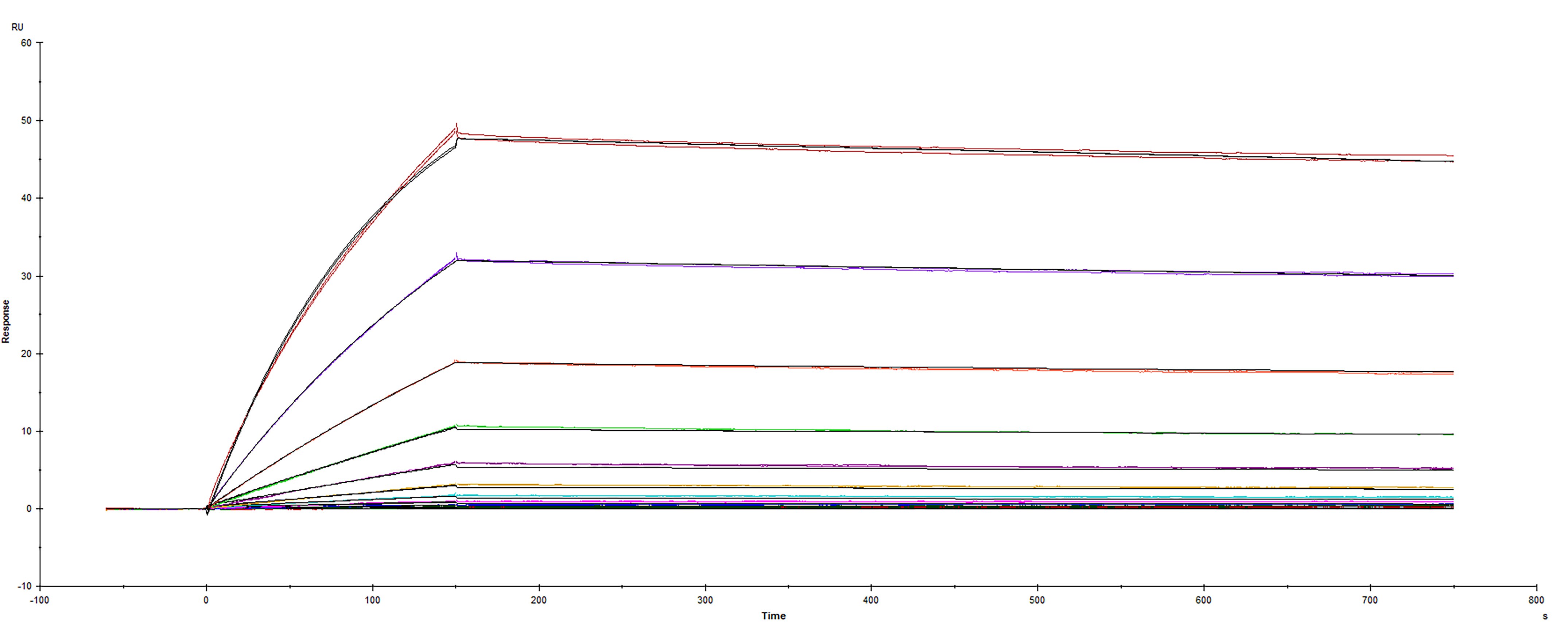 Surface plasmon resonance (SPR) sensorgram of Human ACE-2 binding to SARS-CoV-2 A.27 Spike protein