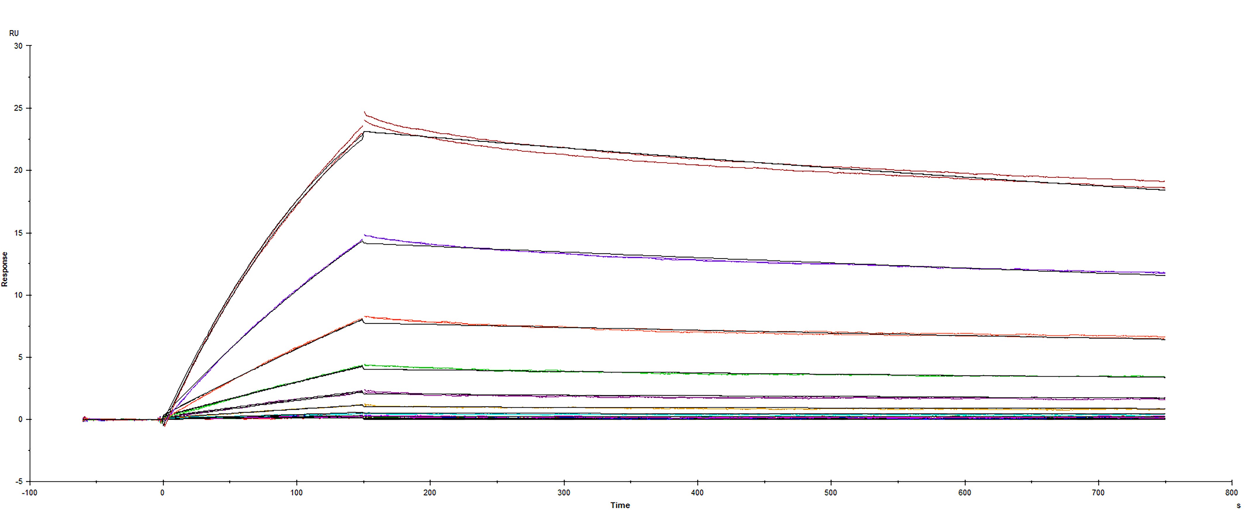 Surface plasmon resonance (SPR) sensorgram of Human ACE-2 binding to SARS-CoV-2 B.1.617.1 India variant Spike protein RBD