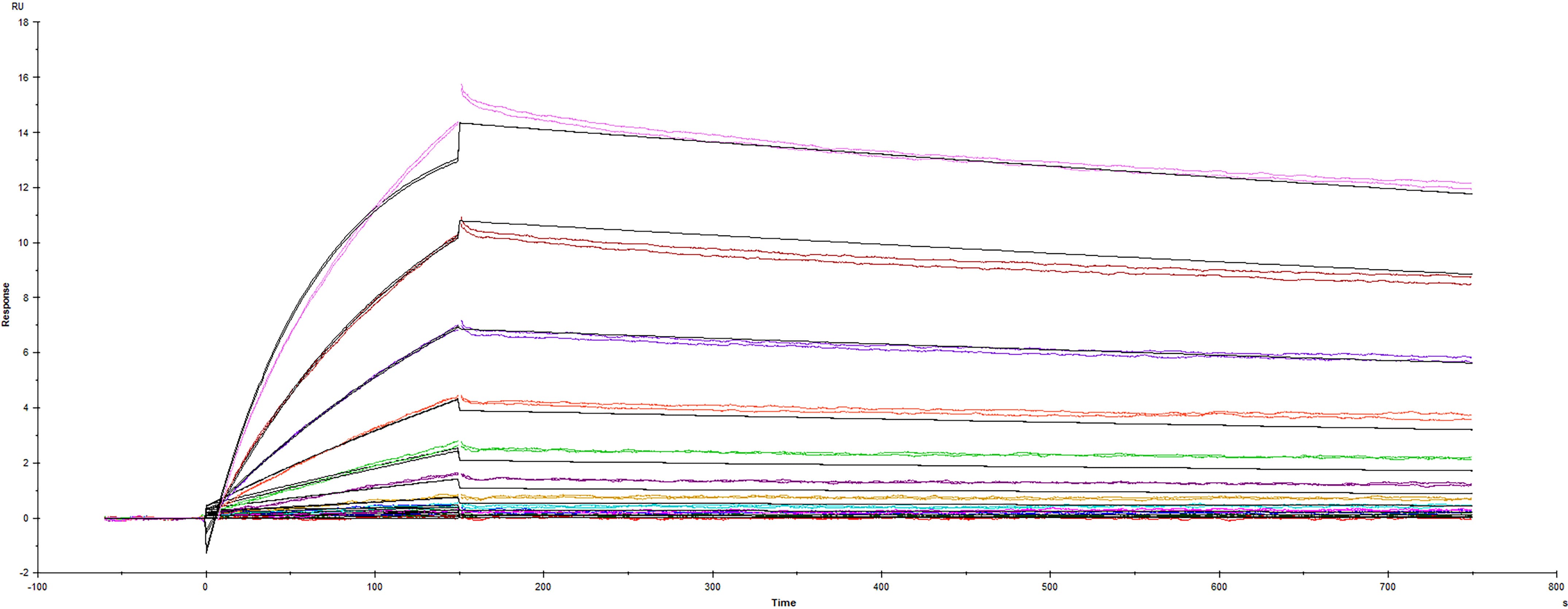 Surface plasmon resonance (SPR) sensorgram of Human ACE-2 binding to SARS-CoV-2 mutant Spike protein P.3 variant
