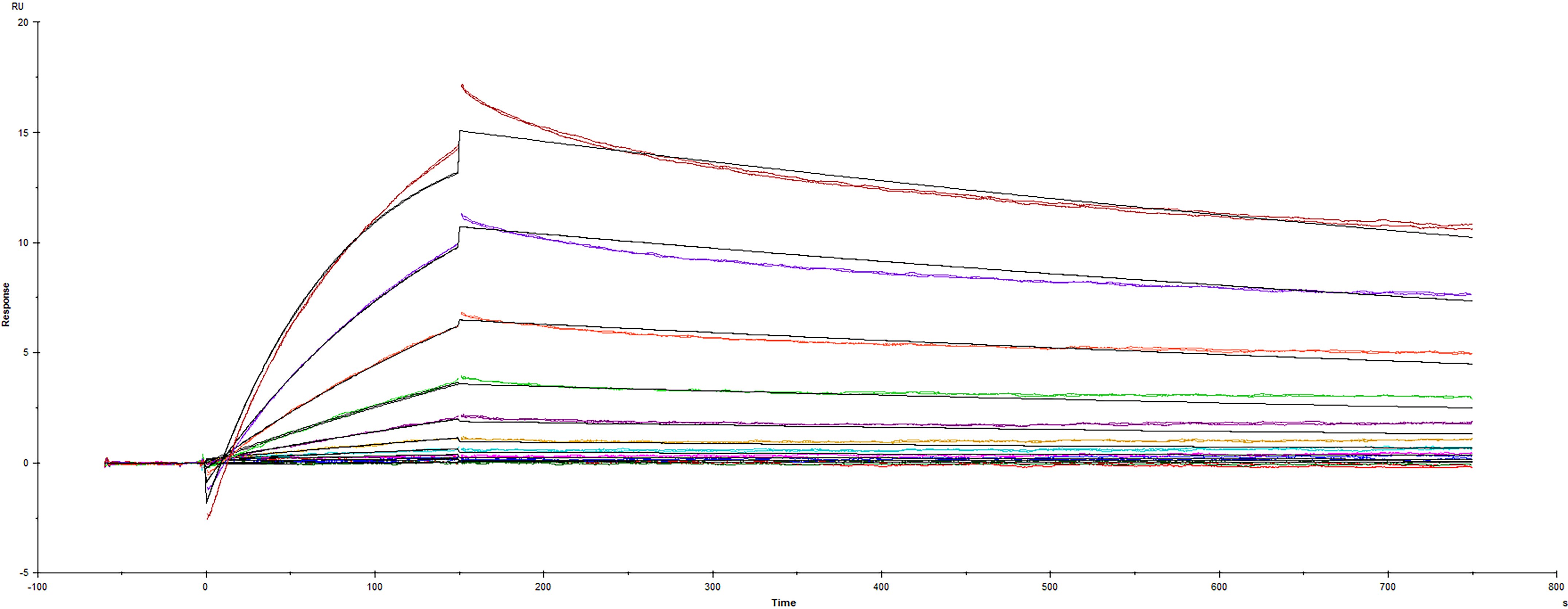 Surface plasmon resonance (SPR) sensorgram of Human ACE-2 binding to SARS-CoV-2 mutant Spike protein A.23.1 variant E484K