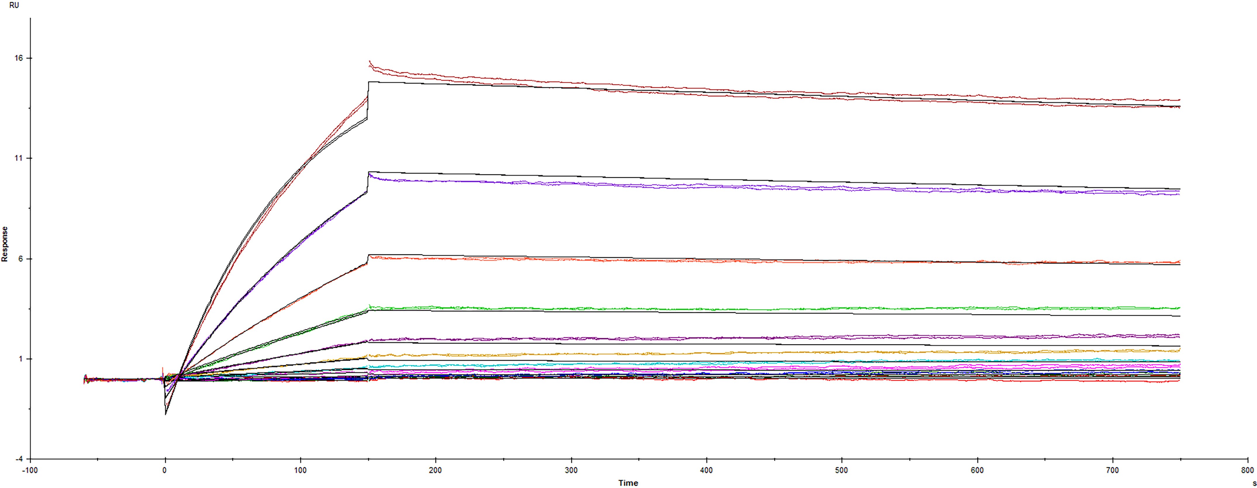 Surface plasmon resonance (SPR) sensorgram of Human ACE-2 binding to SARS-CoV-2 Spike protein B.1.324.1 variant E484K