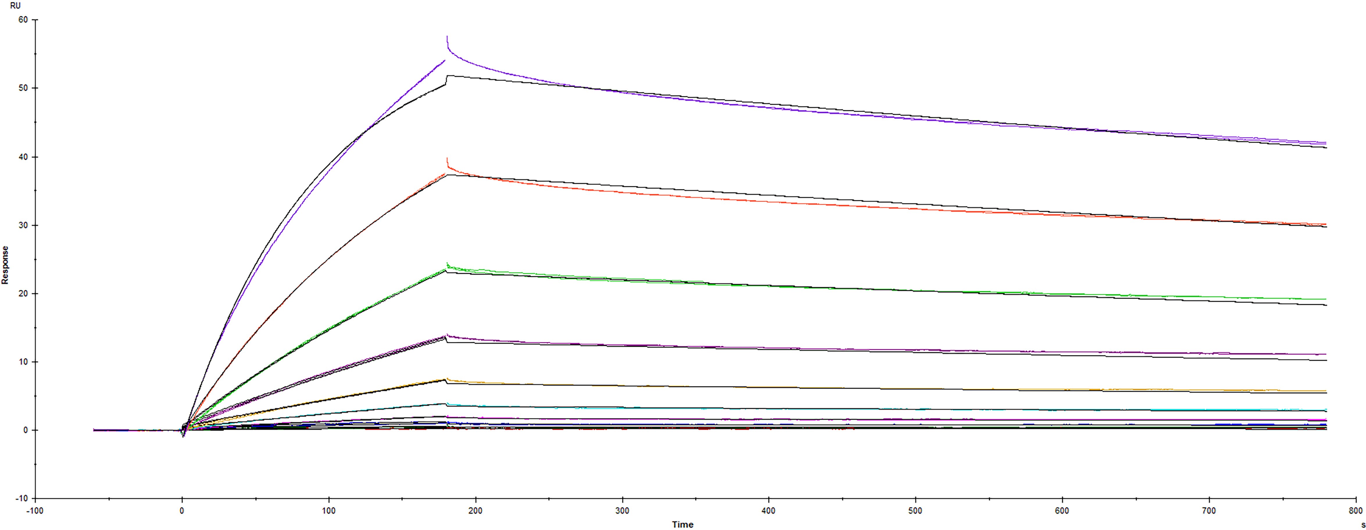 Surface plasmon resonance (SPR) sensorgram of Human ACE-2 binding to variant Spike RBD protein T478K mutant