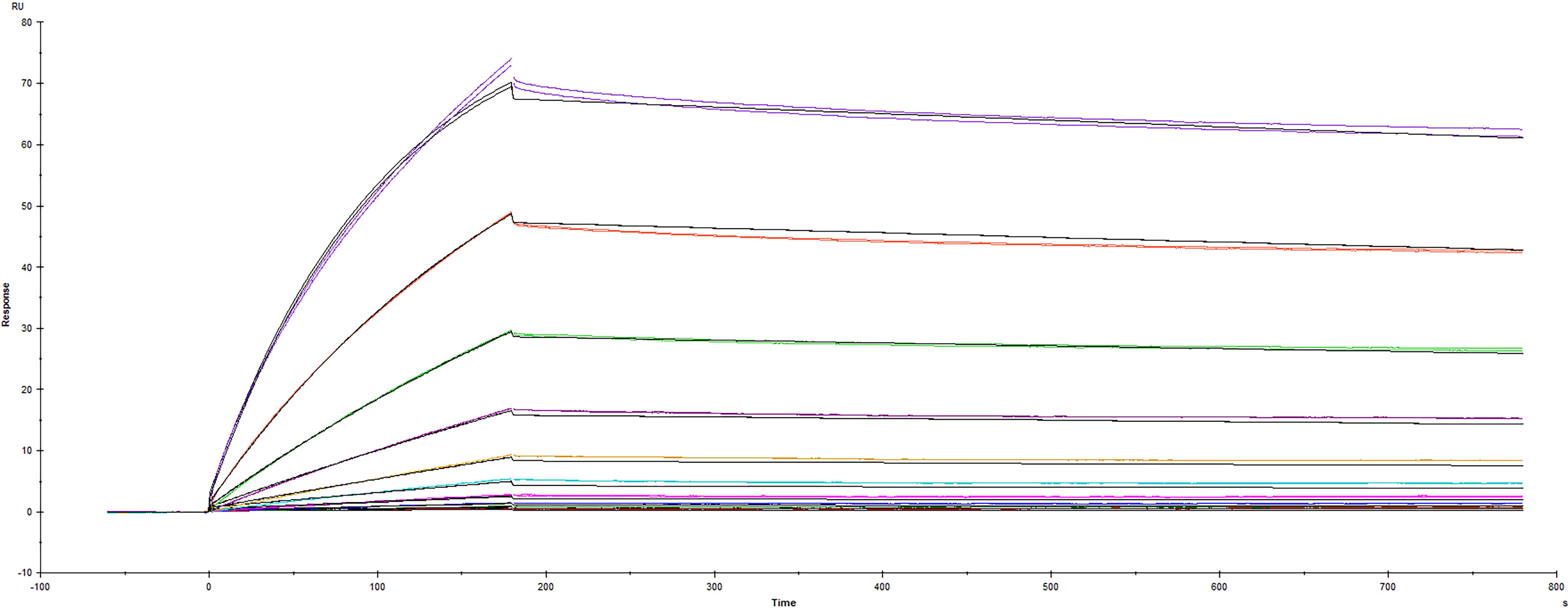 Surface plasmon resonance (SPR) sensorgram of Human ACE-2 binding to SARS-CoV-2 Spike RBD protein R346S L452R mutant