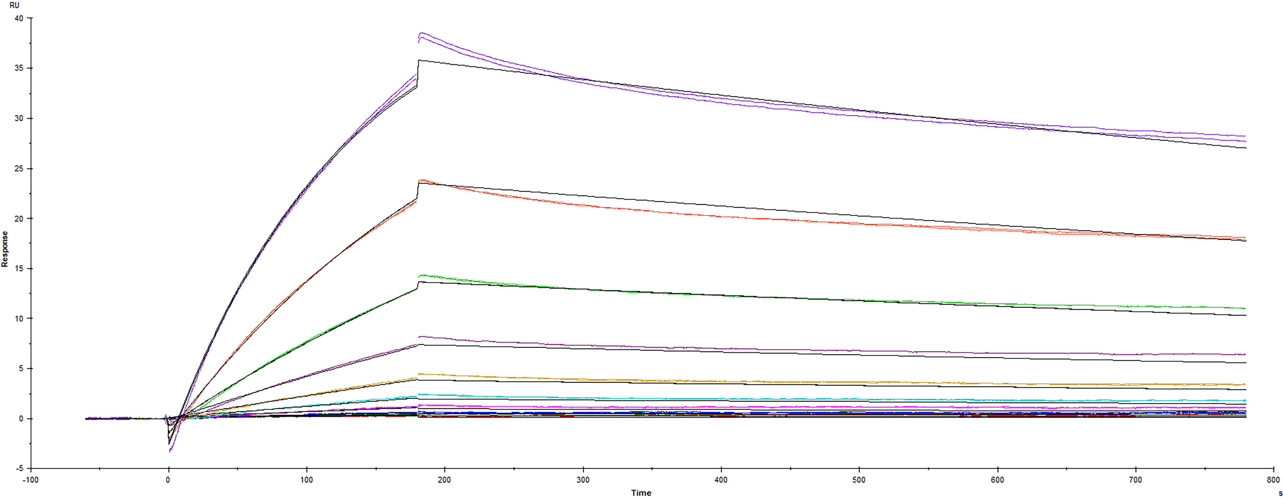 Surface plasmon resonance (SPR) sensorgram of Human ACE-2 binding to SARS-CoV-2 B.1.617.1 Kappa variant Spike RBD protein