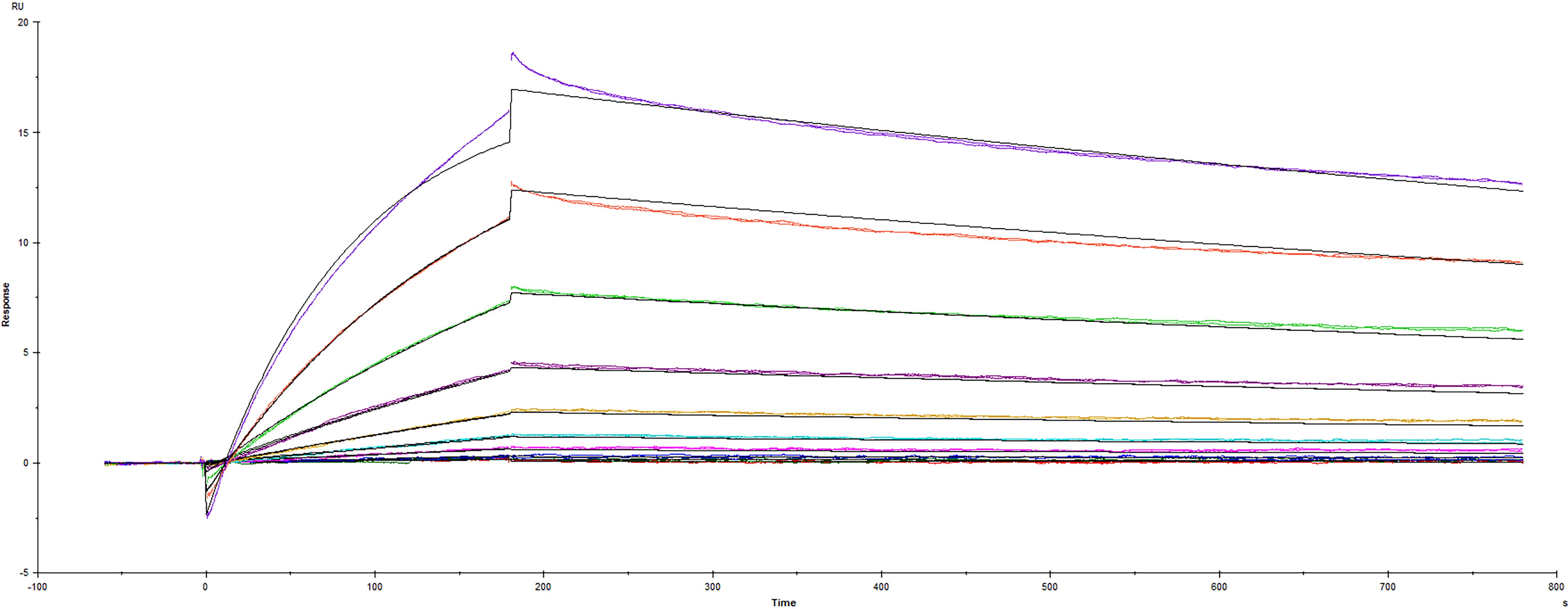 Surface plasmon resonance (SPR) sensorgram of Human ACE-2 binding to SARS-CoV-2 B.1.620 variant Spike RBD protein