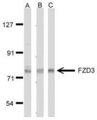Western Blot: Frizzled-3 Antibody [NBP1-30940]