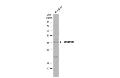 Western Blot: 11 beta-HSD1 Antibody [NBP3-13393]