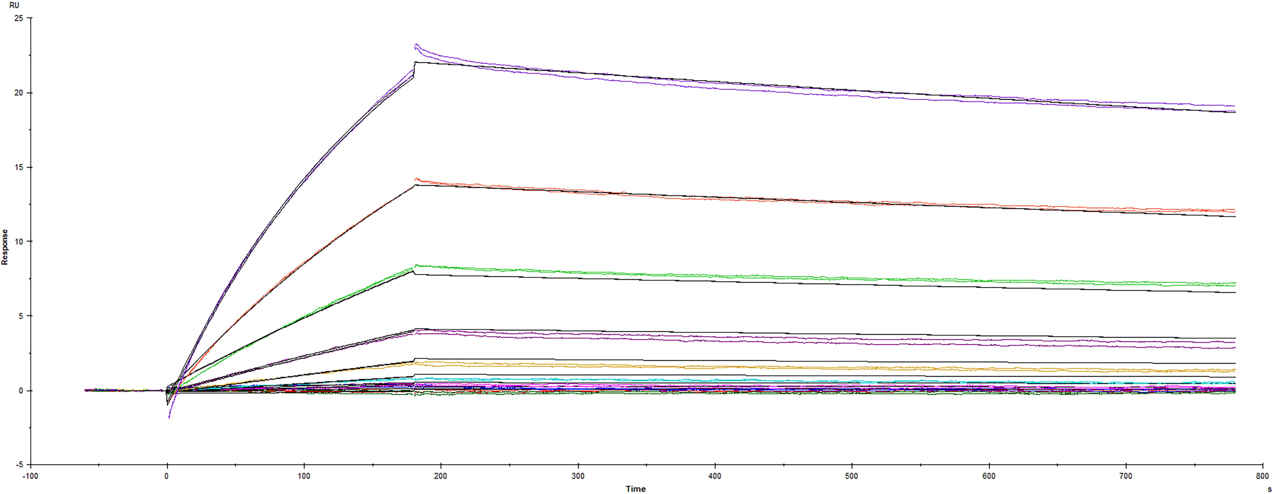 Surface plasmon resonance sensorgram (SPR) of Omicron variant SARS-CoV-2 Spike RBD protein binding to Human ACE-2