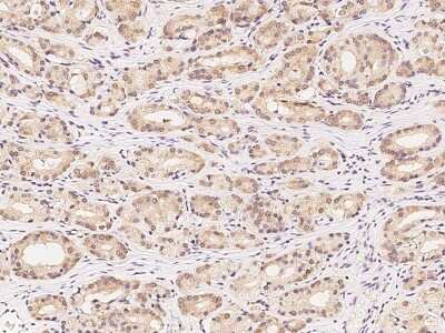 Immunohistochemistry-Paraffin: 14-3-3 Antibody [NBP2-97724]