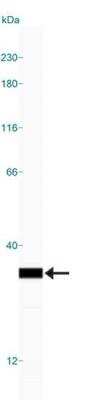 Simple Western: 14-3-3 Antibody [NBP2-27202]