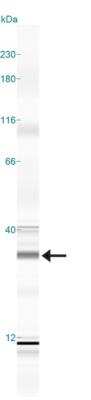 Simple Western: 14-3-3 Antibody [NBP2-27370]