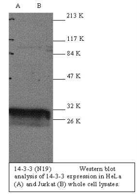 Western Blot: 14-3-3 Antibody [NB100-2140]