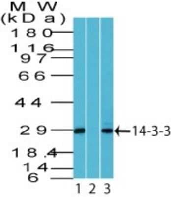 Western Blot: 14-3-3 Antibody [NBP2-27370]