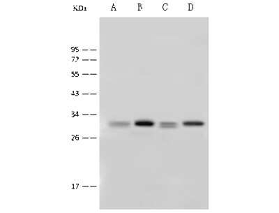 Western Blot: 14-3-3 Antibody [NBP2-99491]