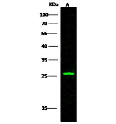 Western Blot: 14-3-3 Antibody [NBP2-99637]