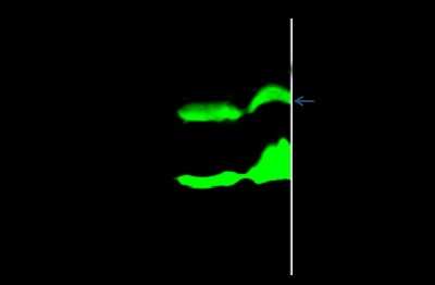 Immunoprecipitation: 14-3-3 beta Antibody [NBP2-98453]