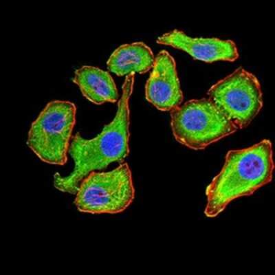Immunocytochemistry/ Immunofluorescence: 14-3-3 beta/alpha Antibody (5B5G10) - BSA Free [NBP2-61780]