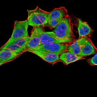 Immunocytochemistry/ Immunofluorescence: 14-3-3 beta/alpha Antibody (5B5G10) - BSA Free [NBP2-61780]